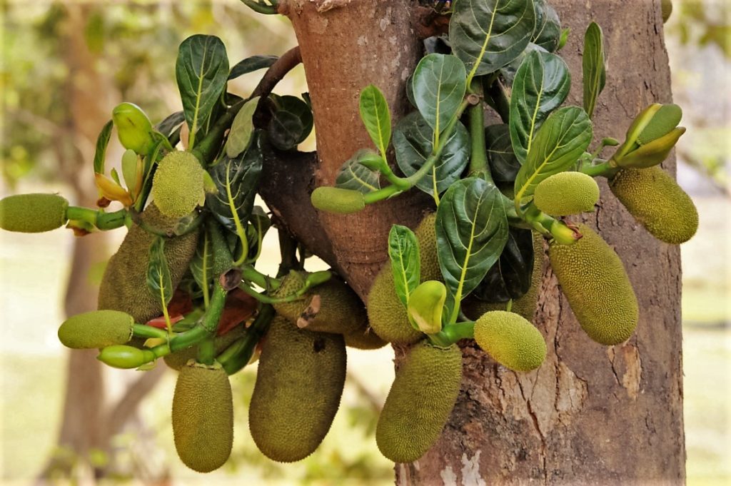Baby Jackfruits