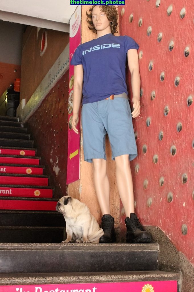 Dog standing at the entrance of Hotel Bikaner House