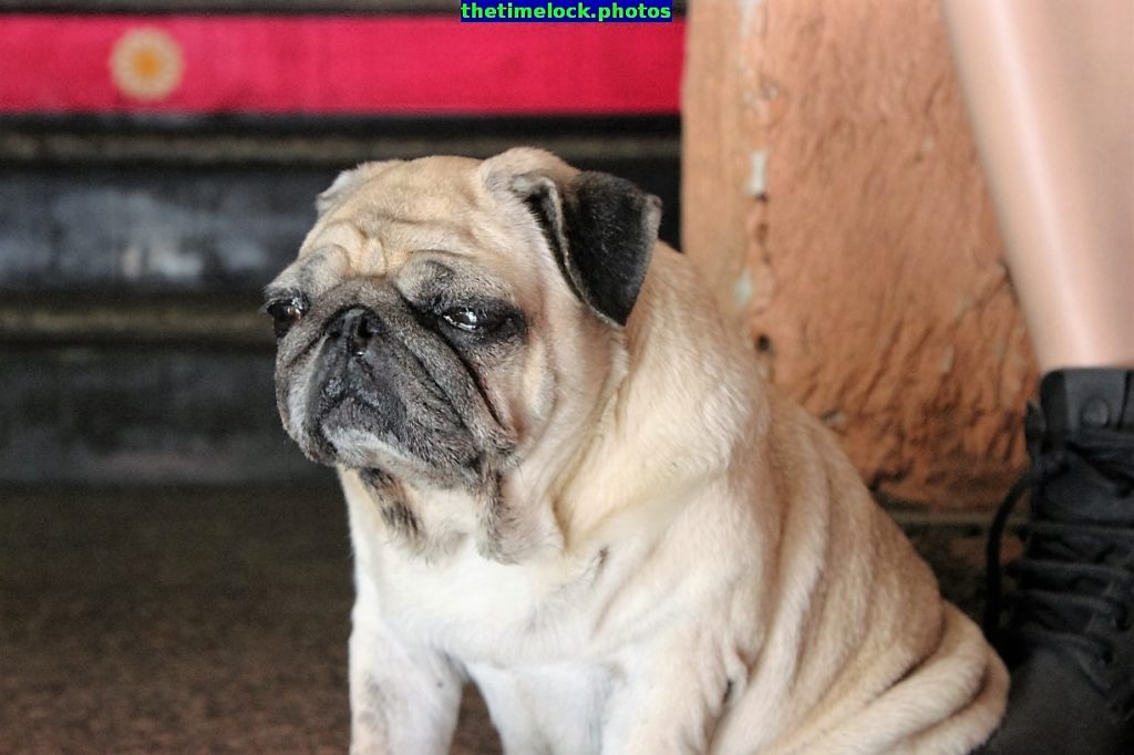Bored Dog in front of Hotel Bikaner House