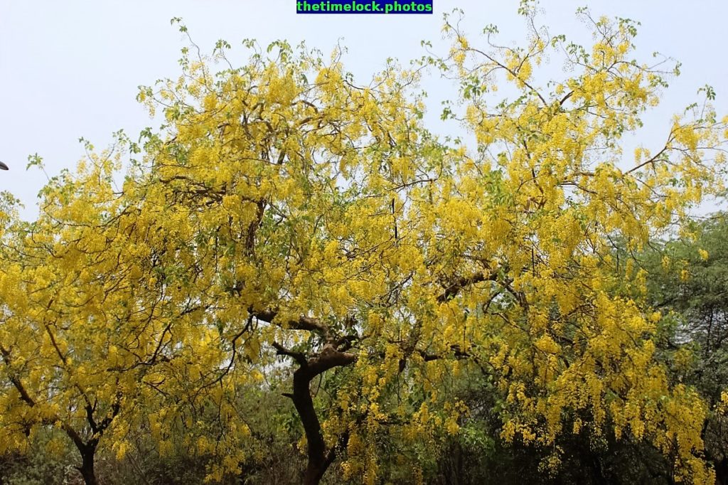 cassia fistula of golden shower tree