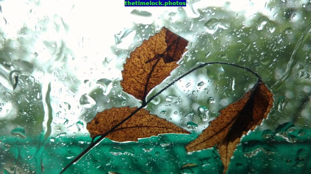 rain drops and leaf windscreen