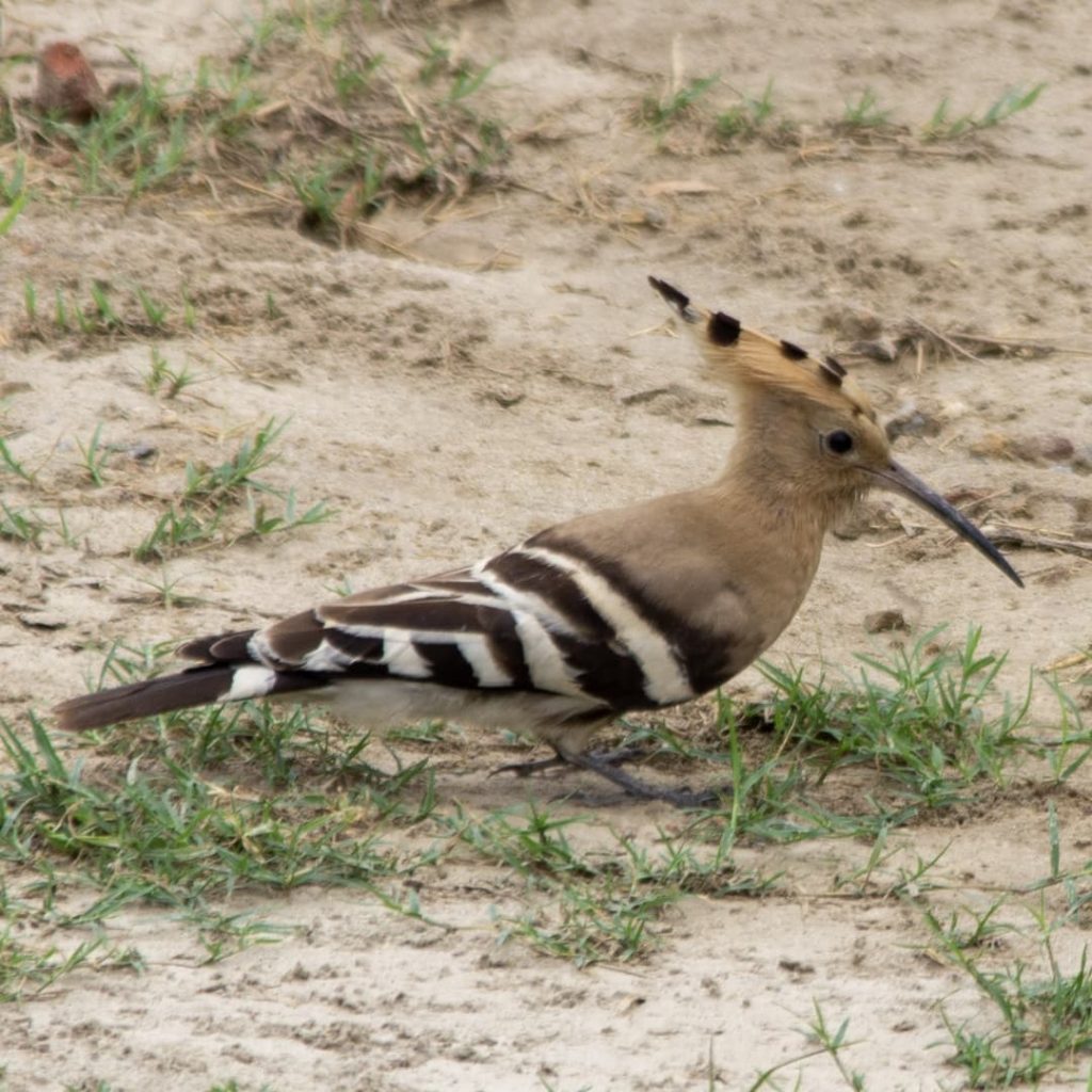 Eurasian Hoopoe