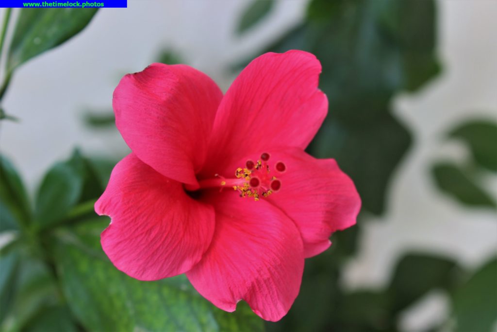 hibiscus flower