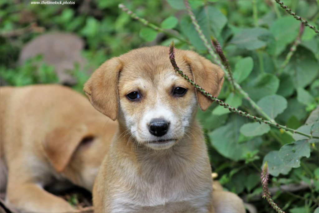 truth about cats and dogs