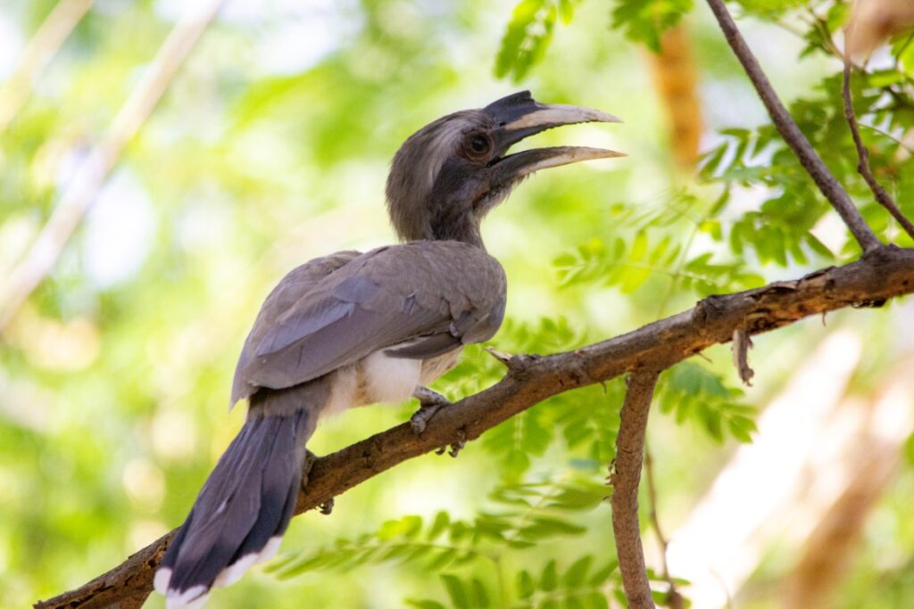 Indian Grey Hornbill