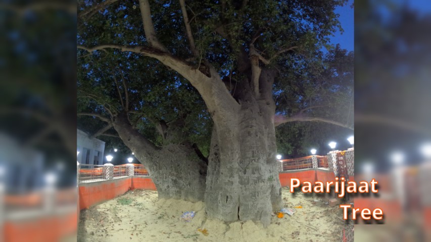 Paarijaat Tree